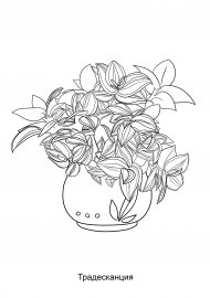 Традесканция зебрина Брукнер