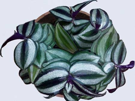 Рисование в подготовительной группе комнатное растение традесканция