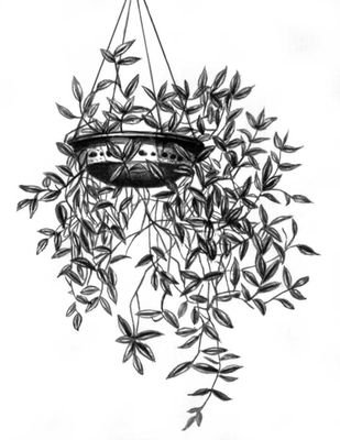 Традесканция рисунок (41 фото)