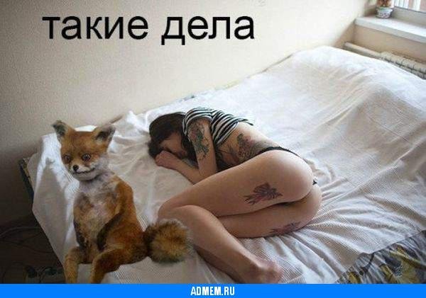 Упоротый Лис такие дела