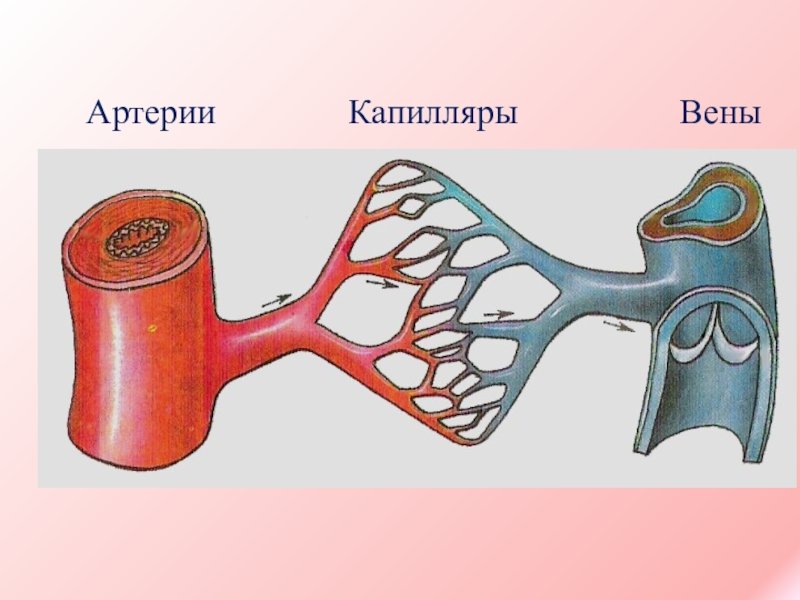 Соответствие артерии вены капилляры. Вена аретерия капиляр. Схема артерий вен и капилляров.