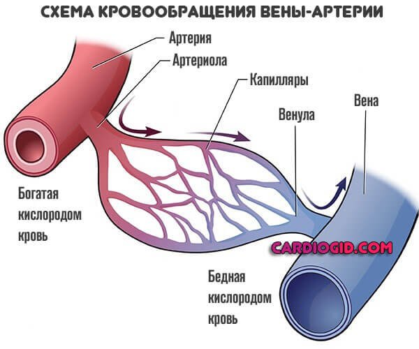 Сосуды артерии вены капилляры