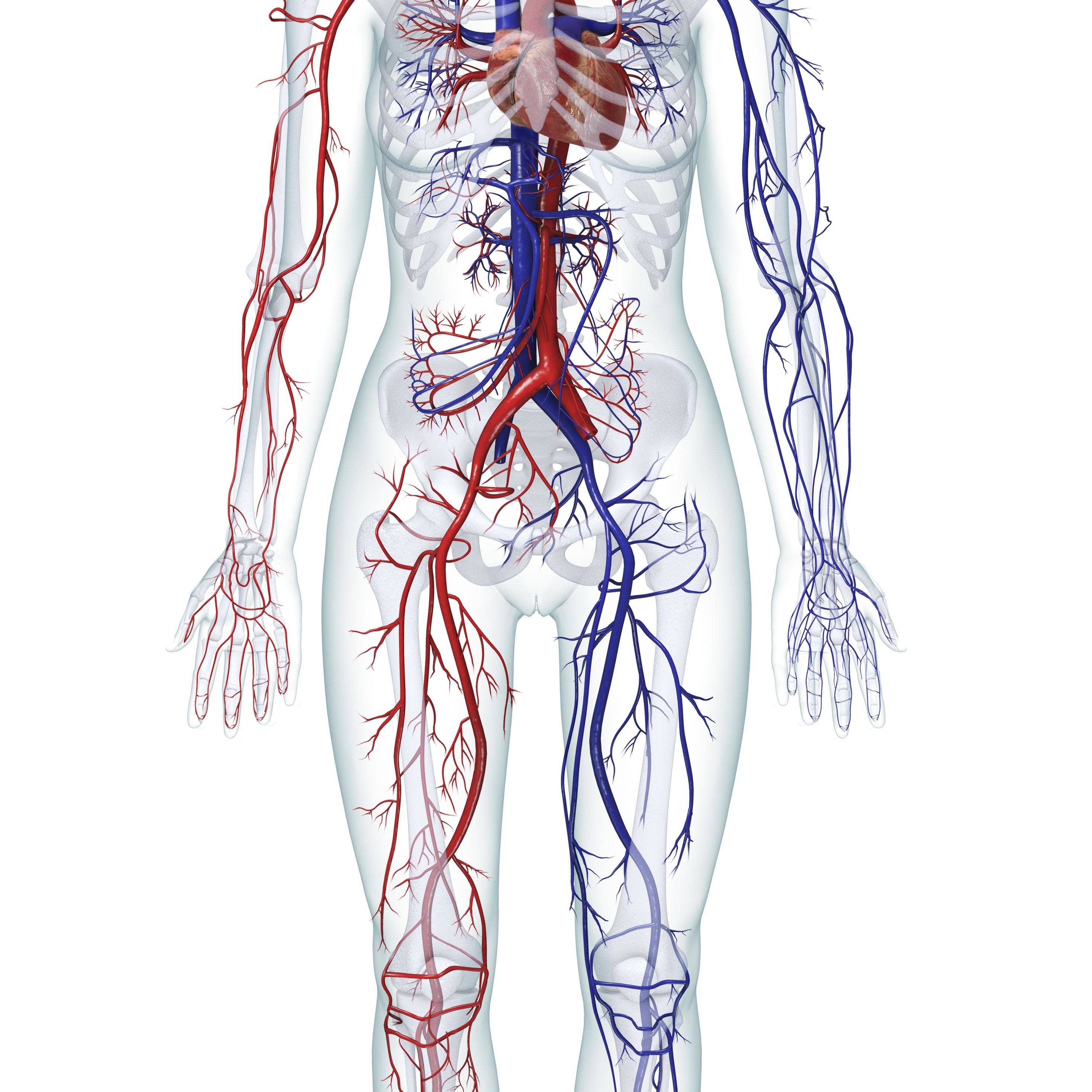 Артериальная система анатомия