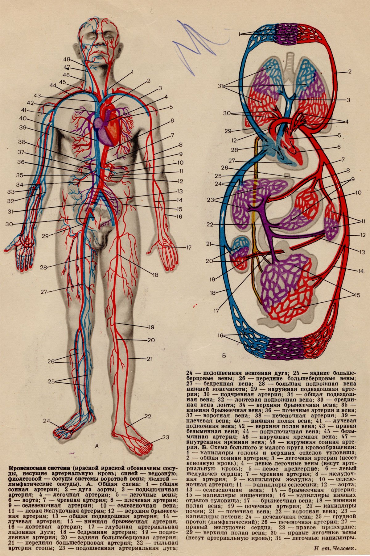 Артериальная и венозная система человека анатомия