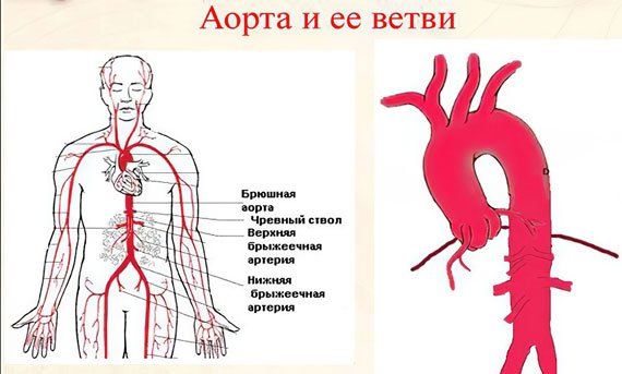 Дуга аорты анатомия человека