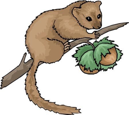 Орешниковая Соня раскраска