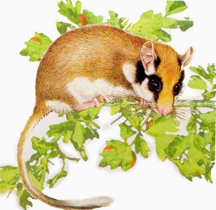 Орешниковая Соня рисунок