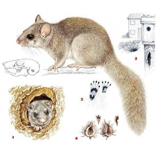 Зверек Соня полчок следы