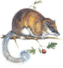 Рисунки Лесной сони