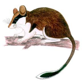 Садовая Соня рисунок