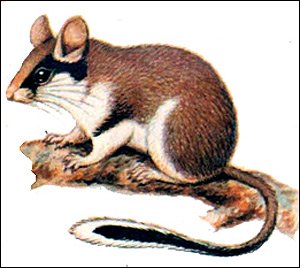 Лесная Соня рисунок