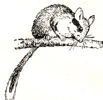 Соня полчок нарисовать