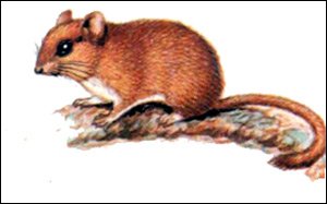 Орешниковая Соня нарисовать