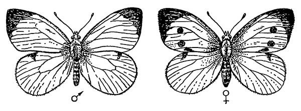 Самец бабочки капустной белянки