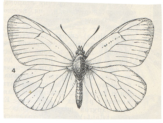Бабочка капустница контур