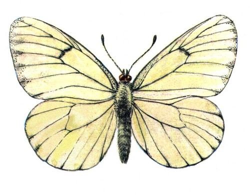 Бабочка боярышница и капустница