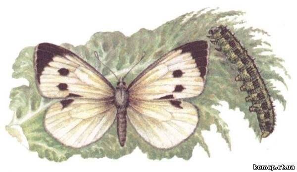 Капустная Белянка