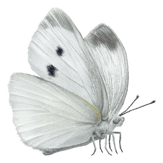 Бабочка капустница летит сбоку