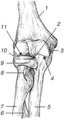 Плечевая кость локтевой сустав