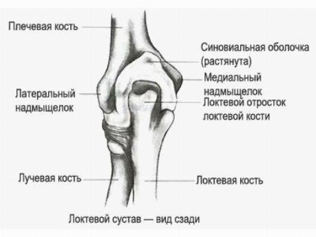 Мыщелки локтевого сустава