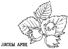 Лещина обыкновенная строение