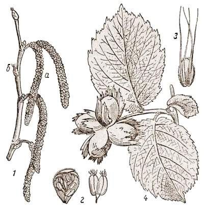 Лист орешника лещина