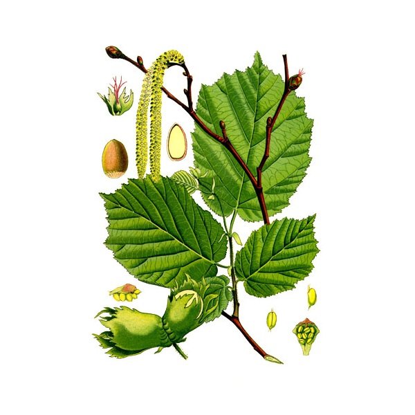 Лист яблони раскраска