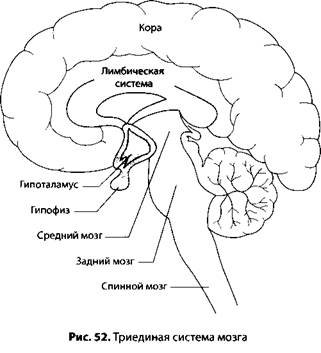 Гипоталамо-лимбическая система