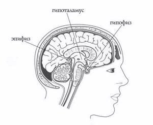 Гипофиз и эпифиз расположение