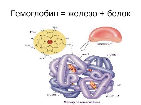 Железо в гемоглобине