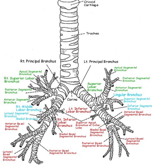 Бронхи на латыни. Бронхи альвеолярное дерево. Схема строения бронхиального дерева. Бронхиальное дерево анатомия схема. Анатомия трахеобронхиального дерева схема.