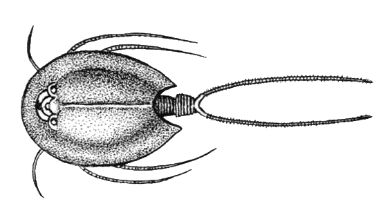 Внешнее строение Щитня