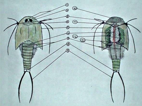 Щитень строение