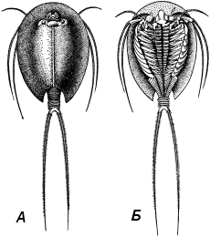 Щитень отряд