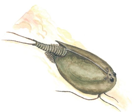 Раскраски Щитень