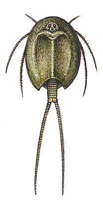 Внешнее строение Щитня