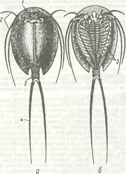 Щитень обыкновенный (Triops cancriformis)