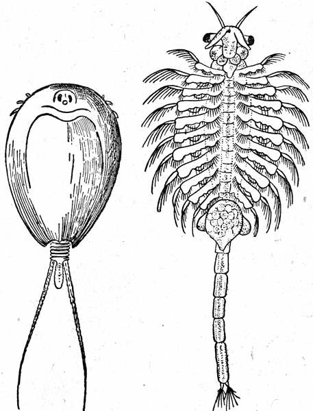 Листоногие ракообразные Щитень