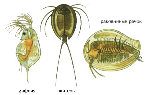 Рисунок мечехвоста Limulus Polyphemus