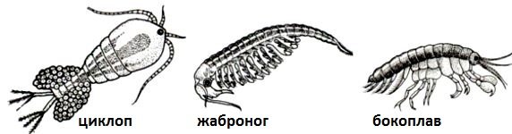 Щитень весенний строение