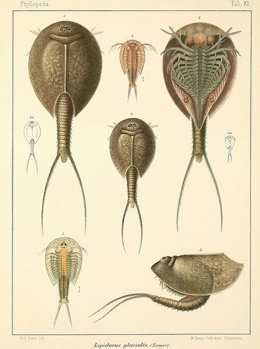 Щитни Triops cancriformis
