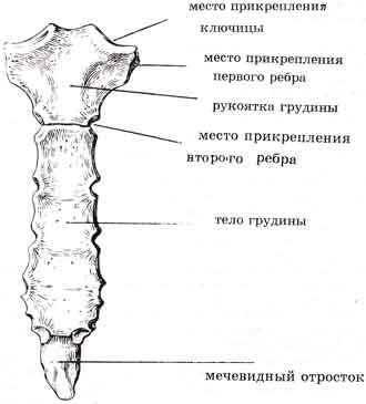 Грудина рукоятка тело и мечевидный отросток