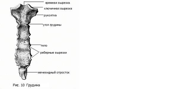 Грудина кость анатомия
