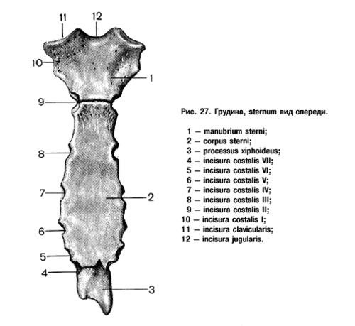 Строение грудины анатомия