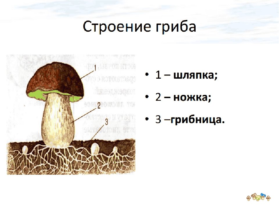 Из чего состоит белый гриб. Строение шляпочного гриба рисунок. Схема строения шляпочного гриба. Рисунок схема шляпочного гриба. Строение белого гриба рисунок схема.