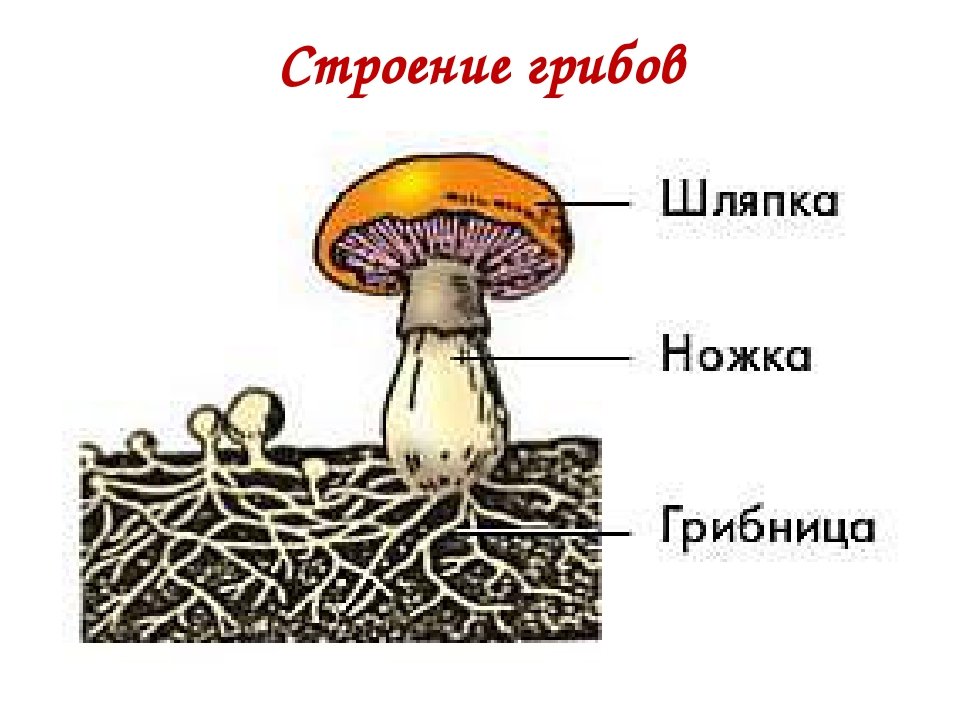 Главной частью шляпочного гриба является. Строение шляпочного гриба. Строение гриба для детей. Строение шляпочного гриба рисунок. Части гриба для дошкольников.