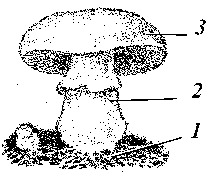 Рисунок гриба 5 класс. Гриб строение шляпочного гриба. Строение шляпочного гриба строение. Строение шляпочного гриба 5 класс. Схема строения шляпочного гриба.