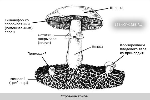 Часть плодового тела шляпочных грибов.