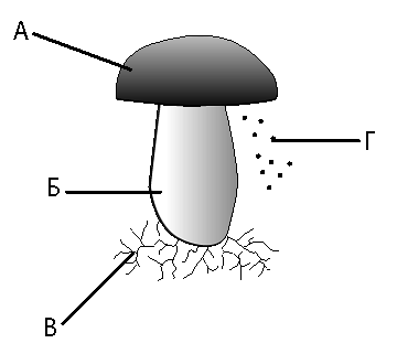Рисунок схема шляпочного гриба