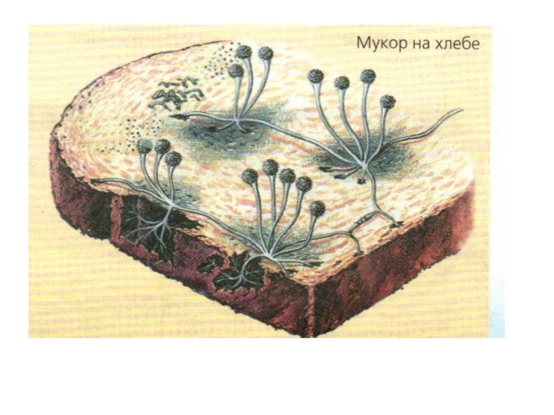 Фото гриба мукора на хлебе